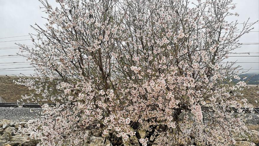 Los almendros en flor ya alegran los paisajes valencianos