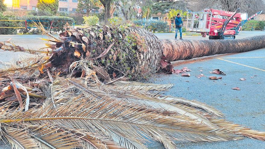 El colegio Patronato San José pierde sus palmeras por el picudo rojo: &quot;Siempre han formado parte del paisaje&quot;