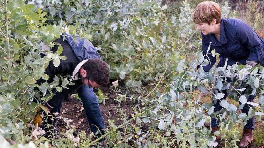 Voluntarios limpiando eucaliptos en Matamá (Vigo). // Pilar Fariña