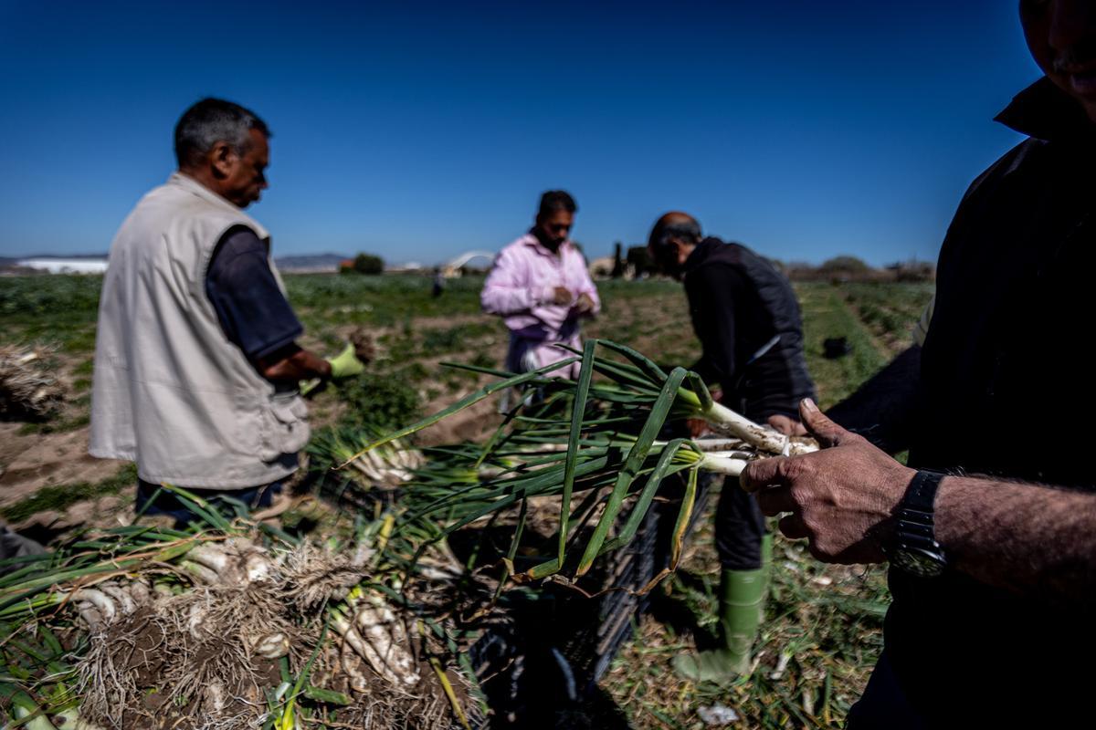 Debido a la falta de agua, los calçots salen más amarillos, lo que dificulta su venta porque la gente compra por la vista.