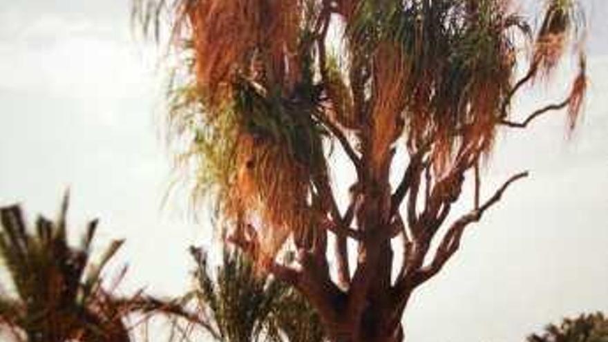 Un estudio de la UMH identifica 30 árboles centenarios