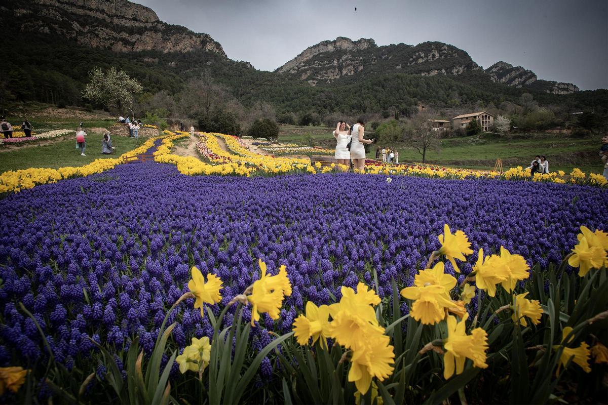 Imágenes del jardín viral de Barcelona con más de 250.000 flores