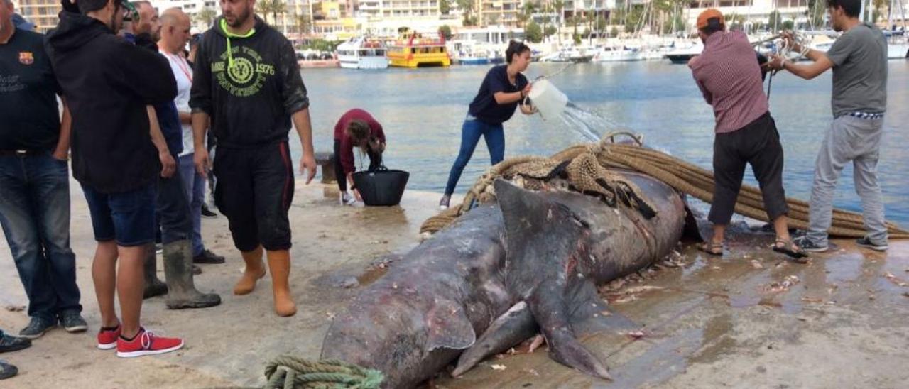 Tiburón peregrino de casi 8 metros atrapado por un barco pesquero en Calp.