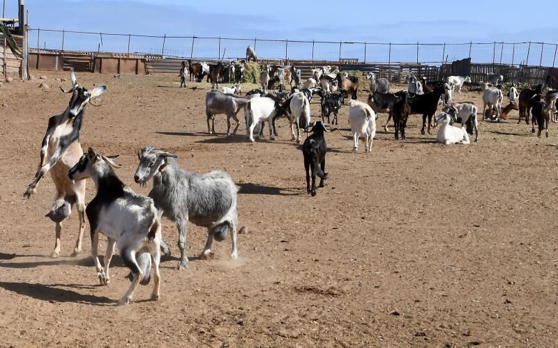 15/03/2019 TELDE.  Granja en la costa de Telde, donde unos perros matarón a una veintena de ovejas. Fotografa: YAIZA SOCORRO.  | 15/03/2019 | Fotógrafo: Yaiza Socorro