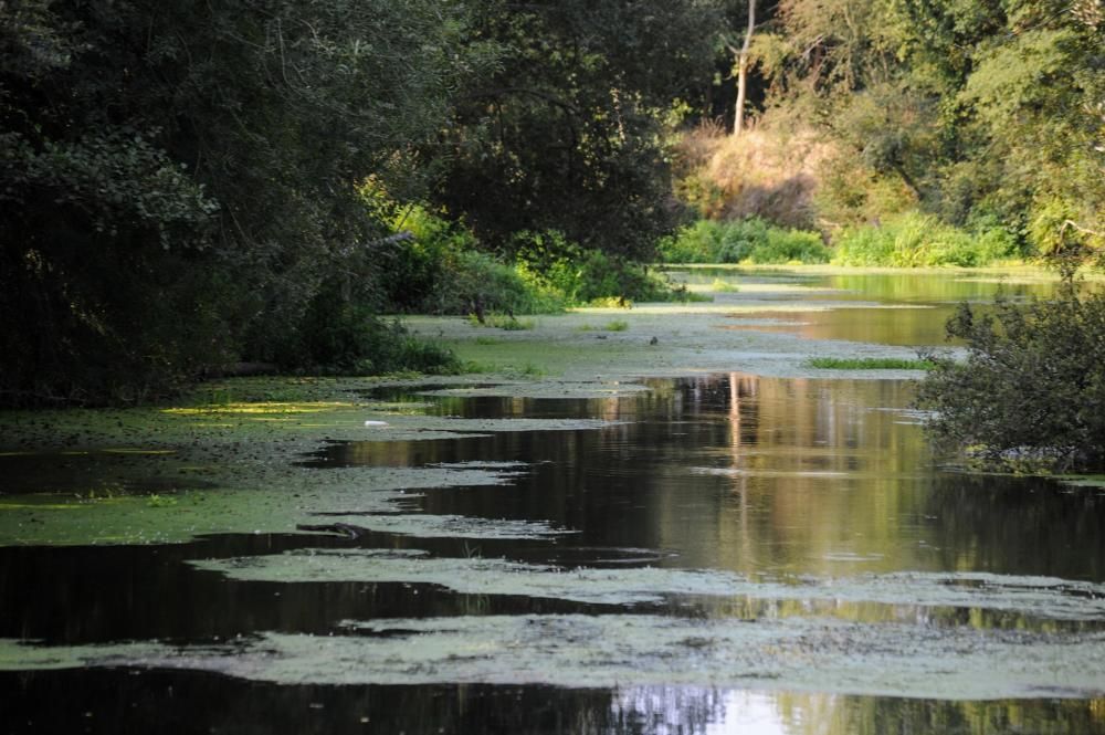 Un espectacular manto verde cubre todo el trazado del Umia