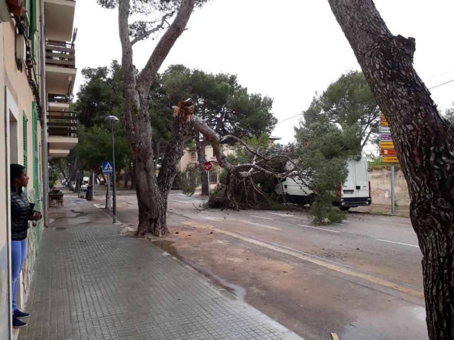 Un pino se desploma sobre una furgoneta en Porto Cristo