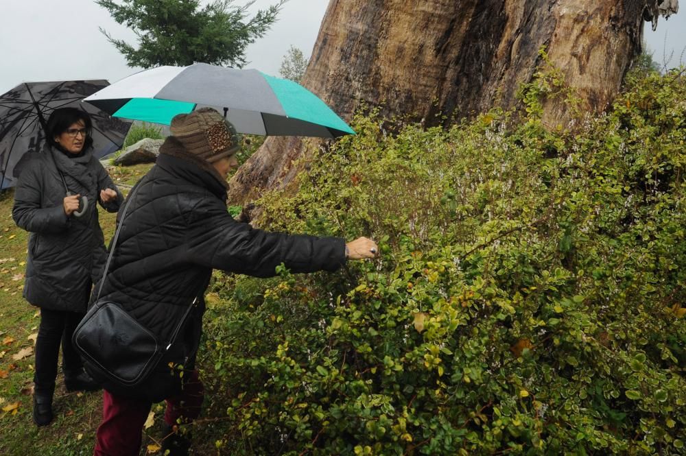 El pazo de Rubiáns muestra su gran tesoro botánico