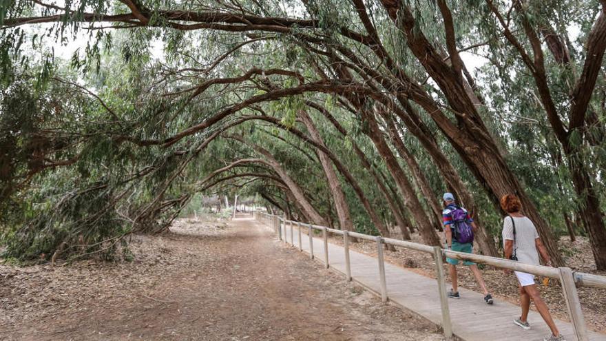 Torrevieja protege sus más de cien arboledas y árboles singulares