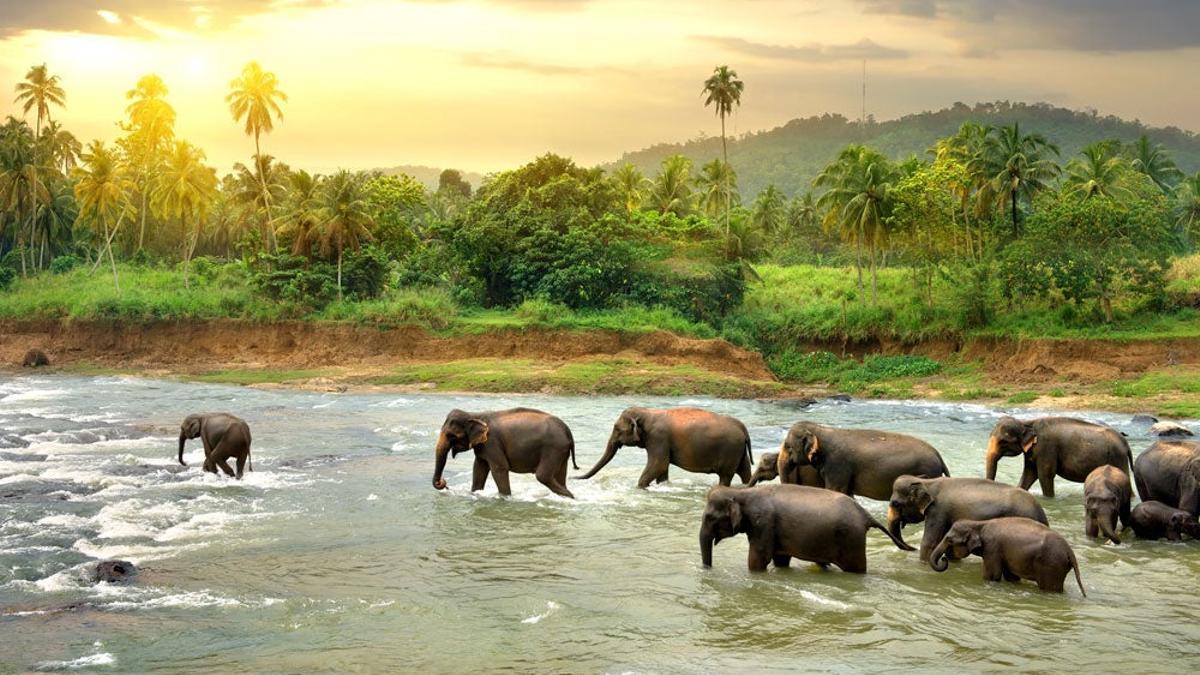 Reserva elefantes jungla