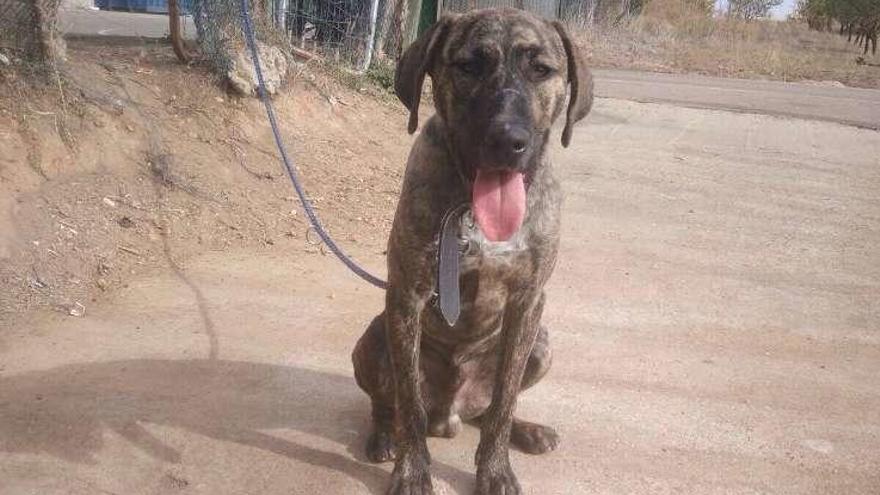 Pinki, un cachorro de siete meses.