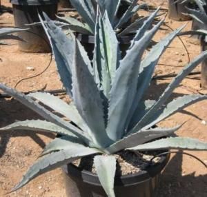 Agave americanaPopularment coneguda com l’atzavara i originària de Mèxic i els Estats Units. Distribuïda mundialment com una planta ornamental.