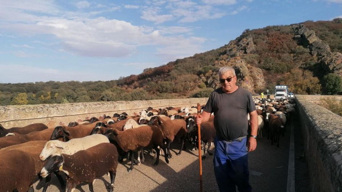 Las ovejas, en su traslado a Tábara.