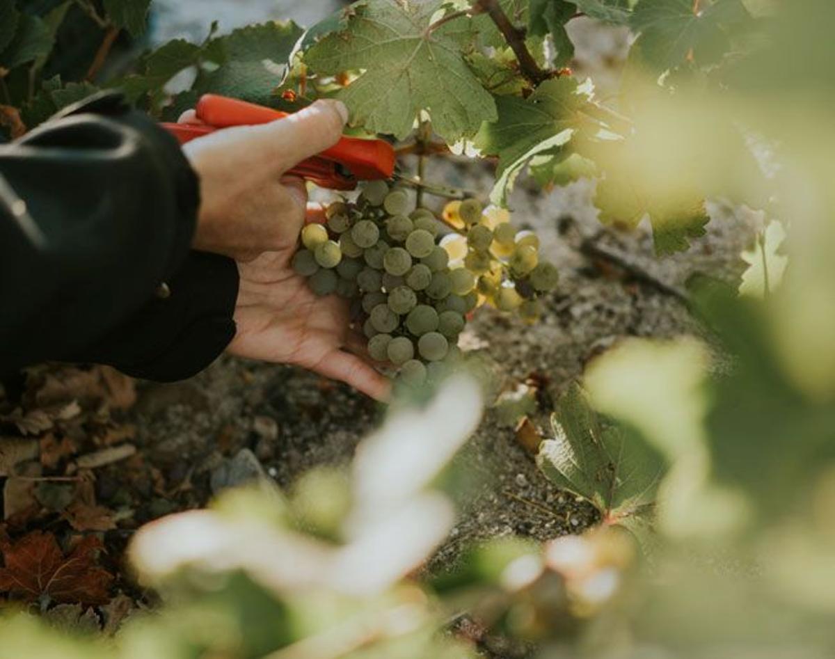 Vivir la Vendimia en Bodegas José Pariente (Valladolid)
