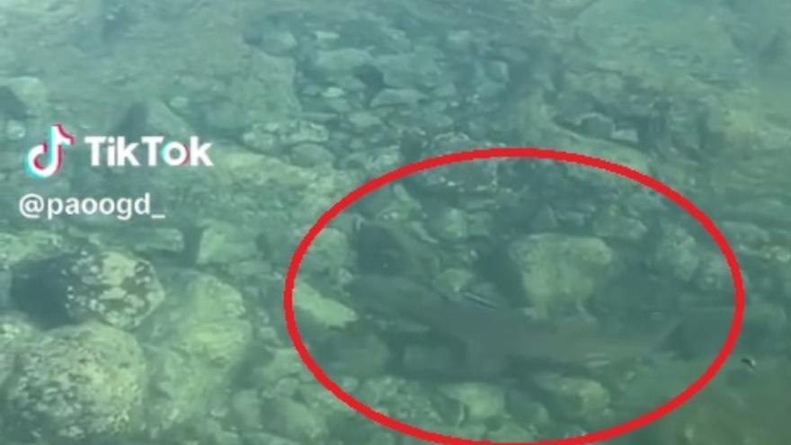 Un tiburón sorprende a los bañistas de una famosa piscina natural de Gran Canaria