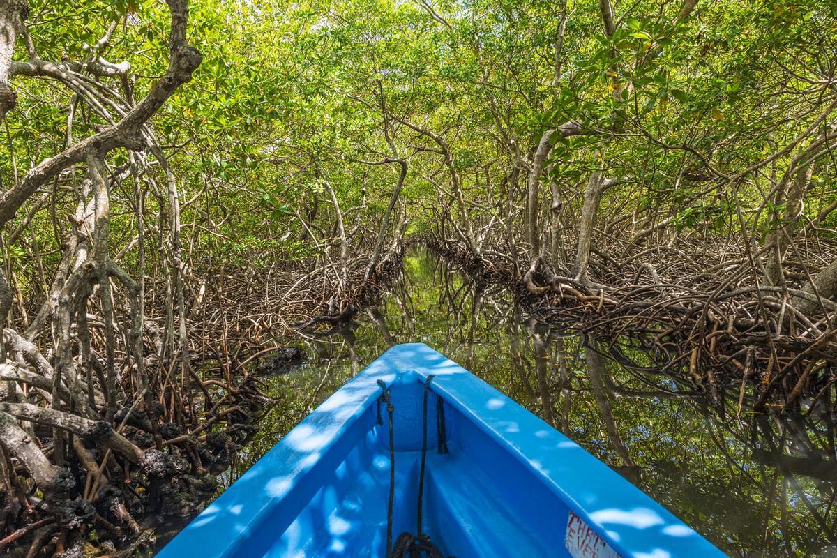 Un laberinto de manglares en la isla hondureña de Roatán se abre hacia la laguna de los turquesas más hipnóticos del Caribe
