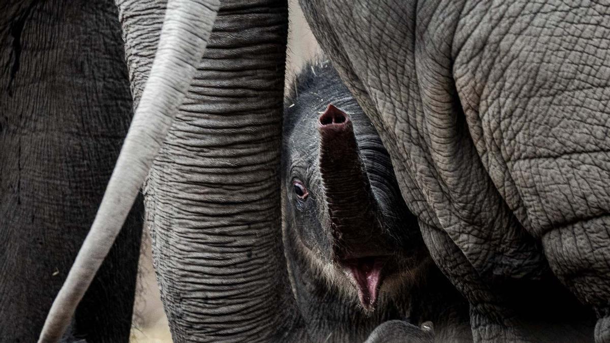 Una cría de elefante recién nacida pasea el zoo de Copenhague