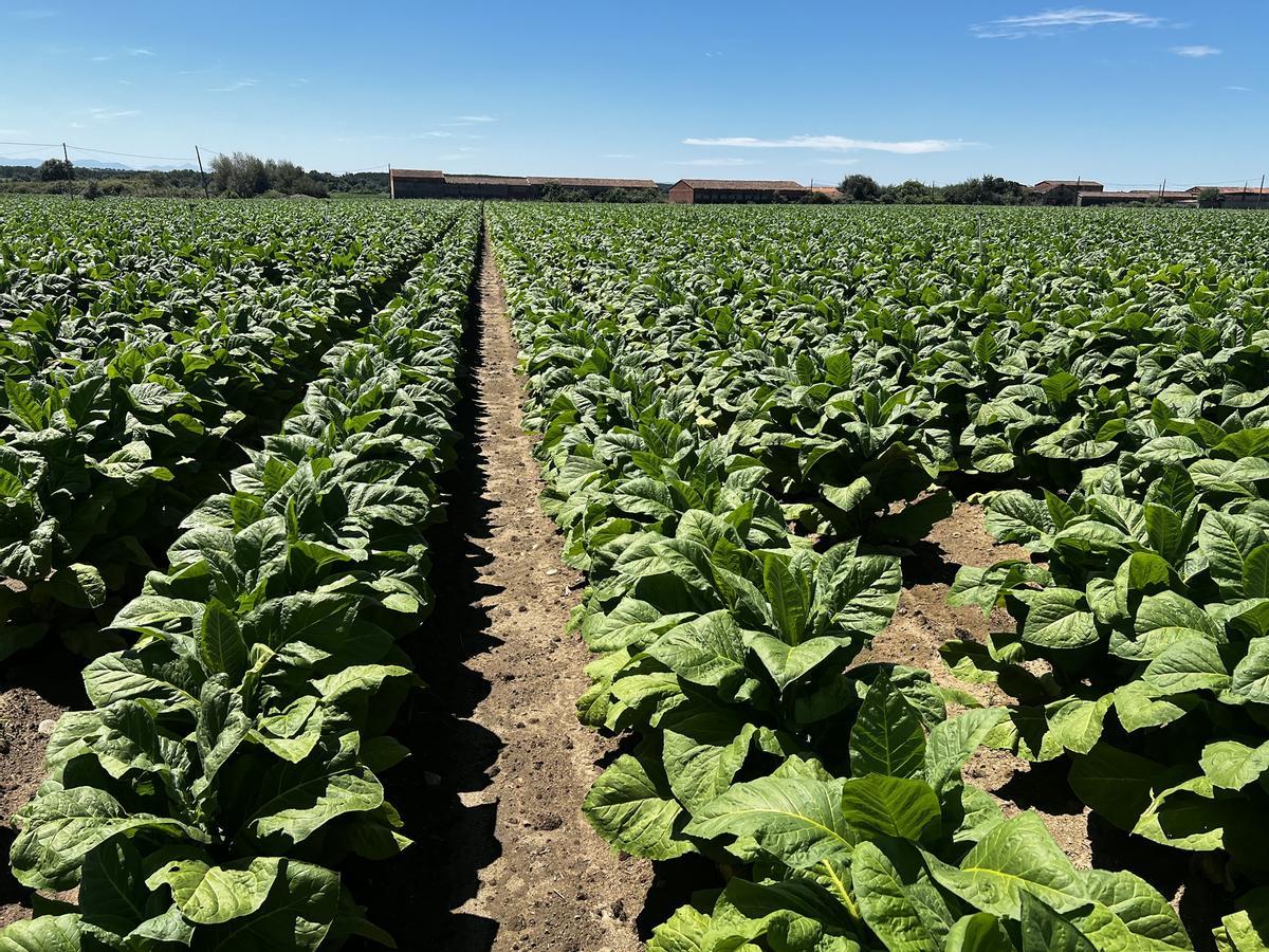 Campos de tabaco en Extremadura.