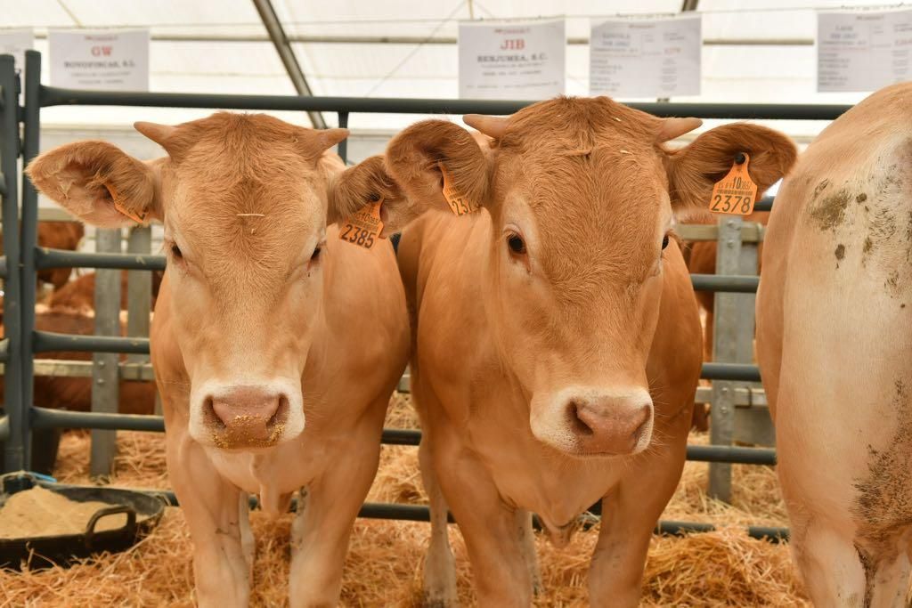 Arranca la Feria Agroganadera de Los Pedroches