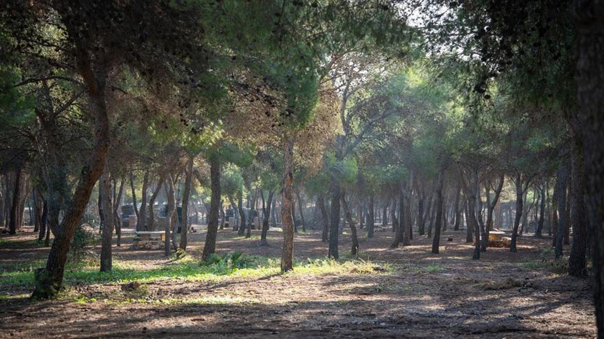Vista de la zona del pinar de Torremolinos.