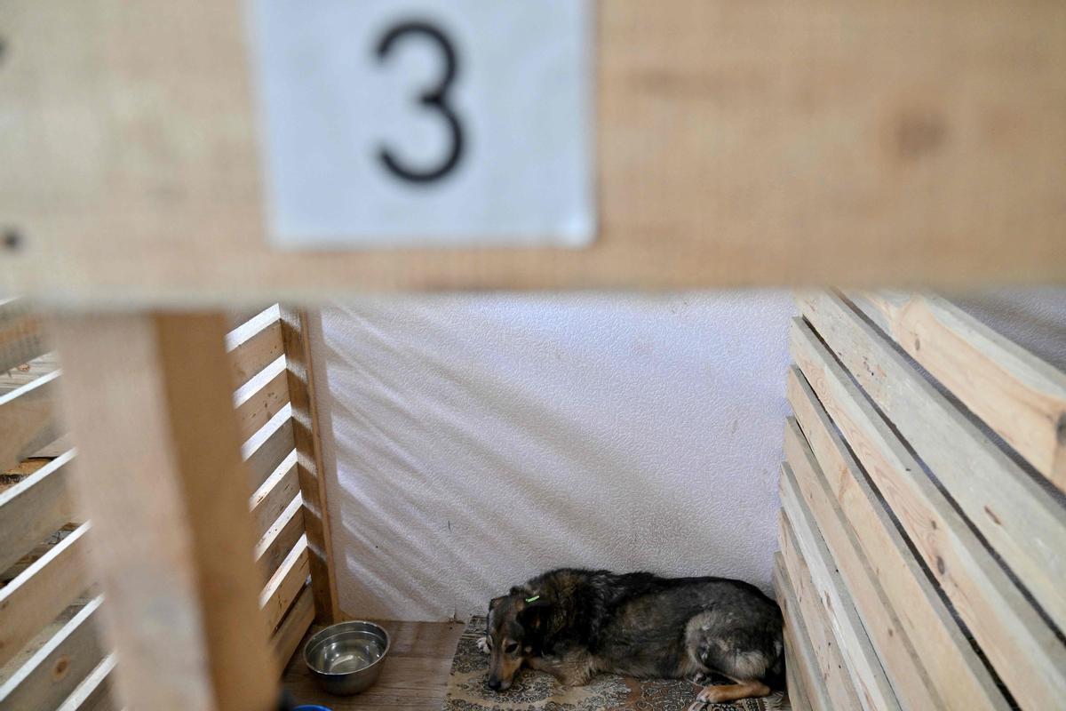 Un perro descansa en su jaula de madera en el refugio temporal para animales afectados por la guerra de Ucrania que se ha construido en Kiev.