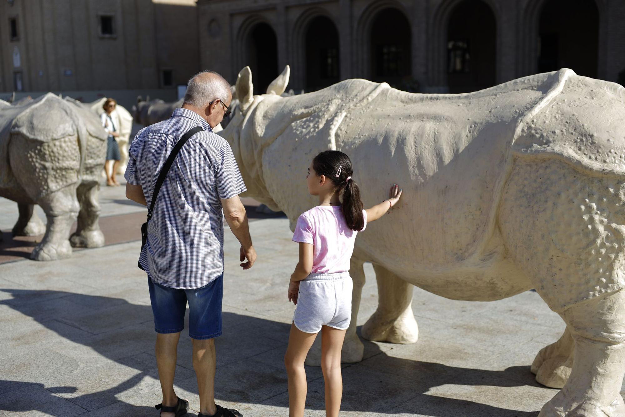 EN IMÁGENES | Inauguración de la exposición de los rinocerontes de Fabelo plaza del Pilar