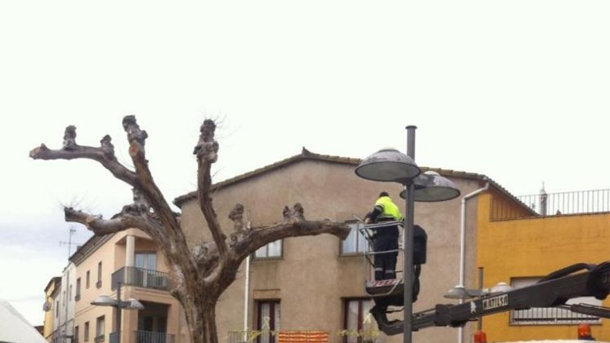 L&#039;arbre de la Llibertat que han substituït.