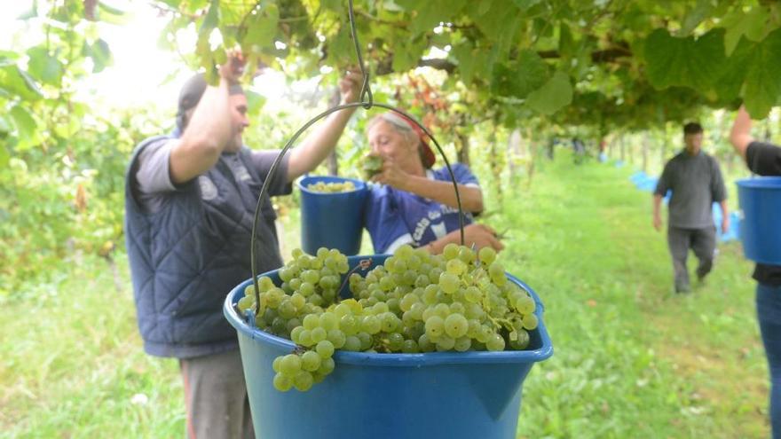 La vendimia en Rías Baixas supera los 32.000.000 de kilos