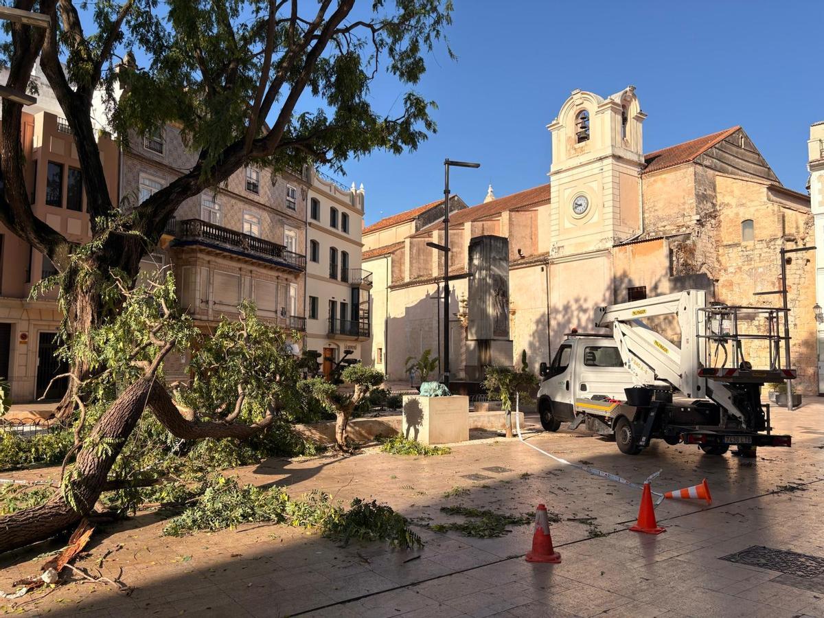 El templo de Santa Catalina desde la Plaça de la Constitució, donde el viento ha afectado a la tipuana centenaria.