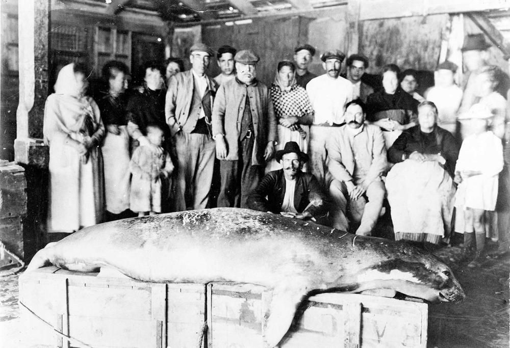 Esta foca se ahogó en una almadraba calada en Cala Fornells (Calvià) en mayo de 1922.
