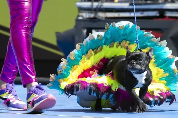 24.02.19. Las Palmas de Gran Canaria. Carnaval 2019. Concurso Carnaval Canino 2019. Noé Perera Santiago, presenta a Thara, con la fantasía "La perla de Brasil". Foto Quique Curbelo