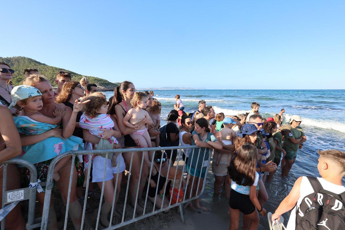 Las tortugas de Ibiza vuelven al mar tras un año Las tortugas de Ibiza vuelven al mar tras un año