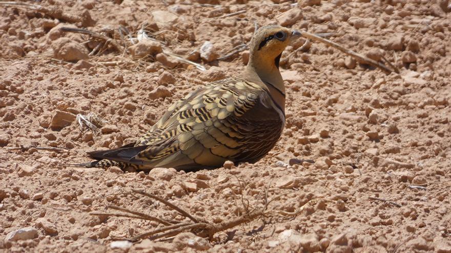 El paraje alberga una gran riqueza ornitológica