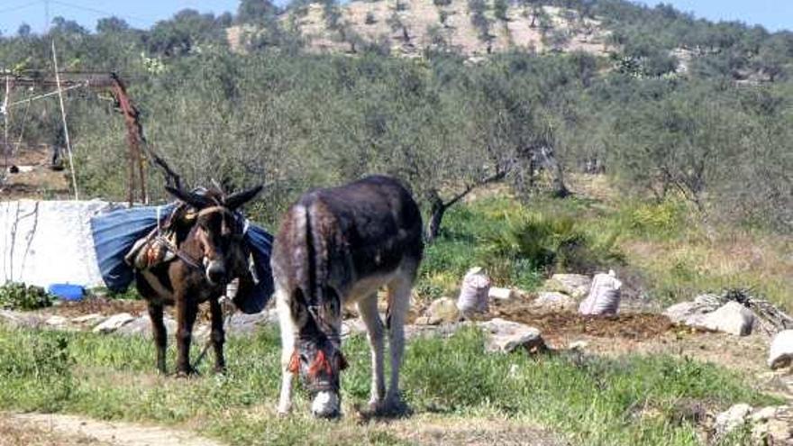 Los oficios antiguos están relacionados con el campo.