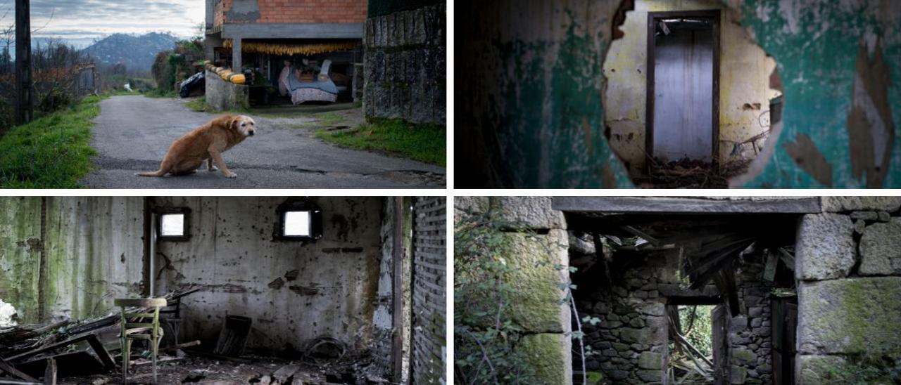 Un perro en una aldea de Carballeda de Avia. Casas abandonadas en un pueblo a solo seis kilómetros de la ciudad. // BRAIS LORENZO