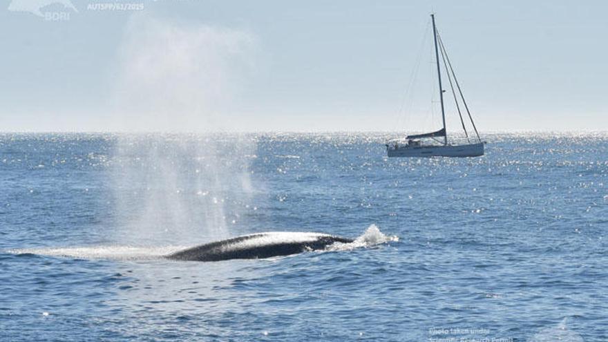 Una de las ballenas azules avistadas ayer en las Rías Baixas.