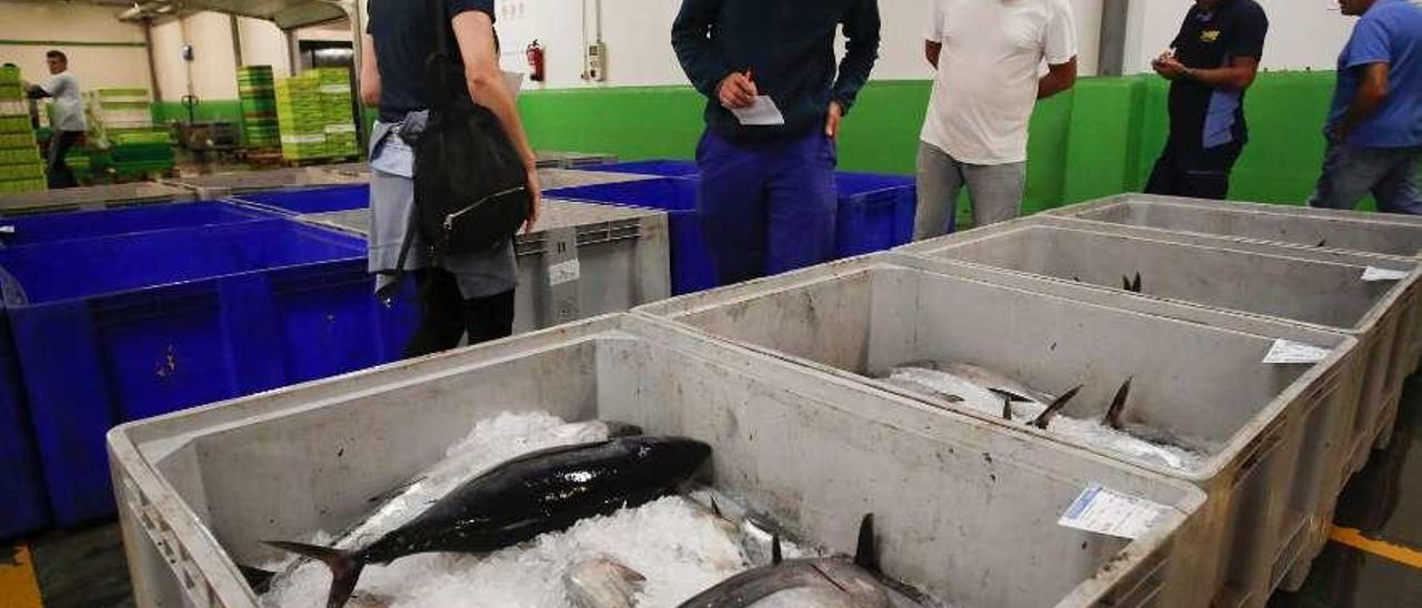 Descarga de bonito en la rula de Avilés.