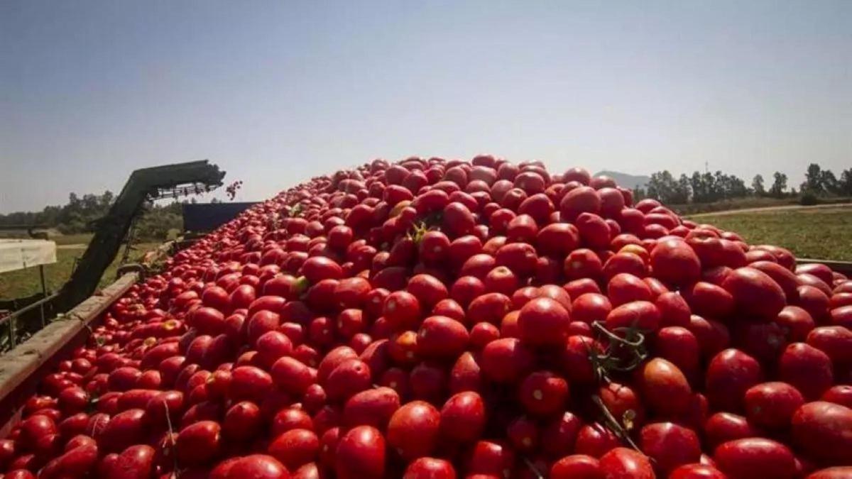 Tomates recién recolectados durante la campaña extremeña.