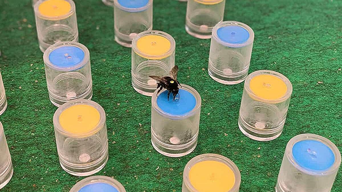 Un abejorro durante una de las pruebas de la investigación.