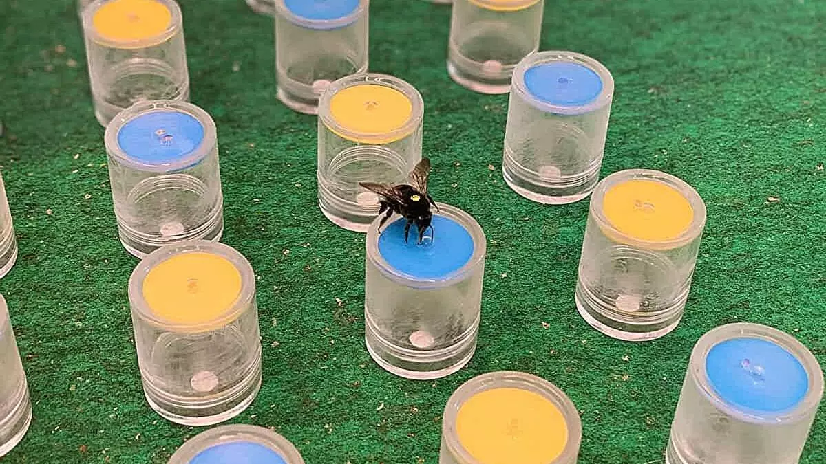 Darwin estaba equivocado: las abejas eligen las flores en función del color y la distancia
