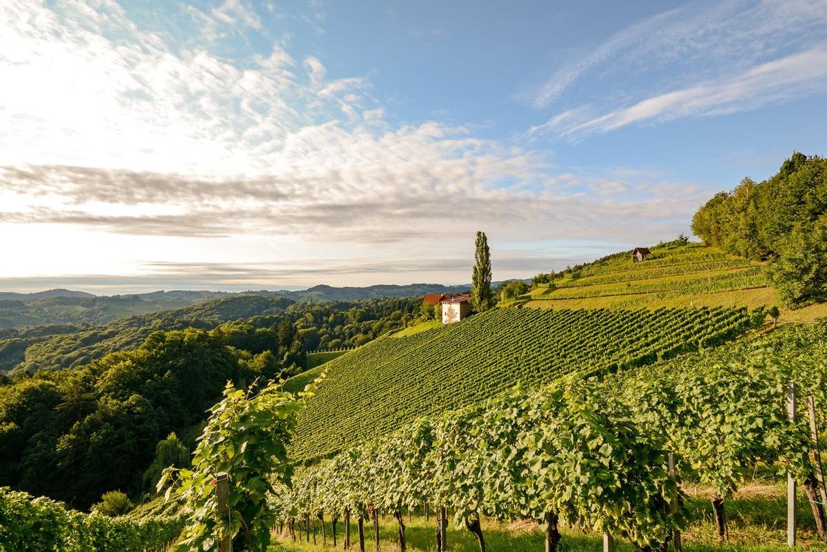 Viñedos eslovenia
