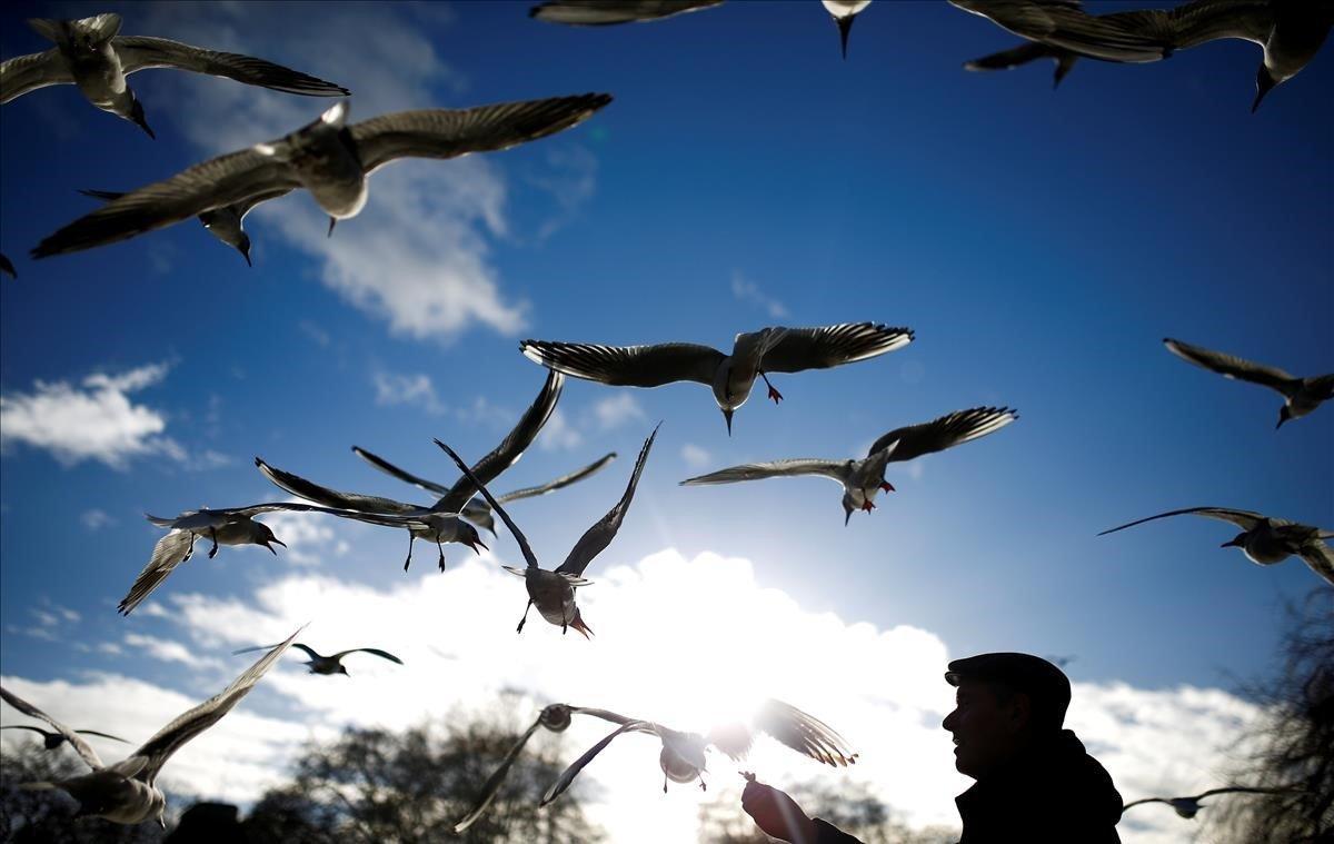 Un hombre alimenta a las aves en St James Park de Londres.