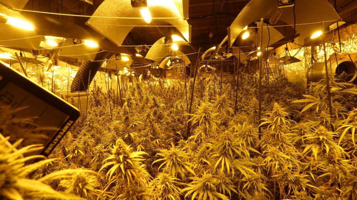 Plantació de marihuana desmantellada recentment pels Mossos a Vidreres.