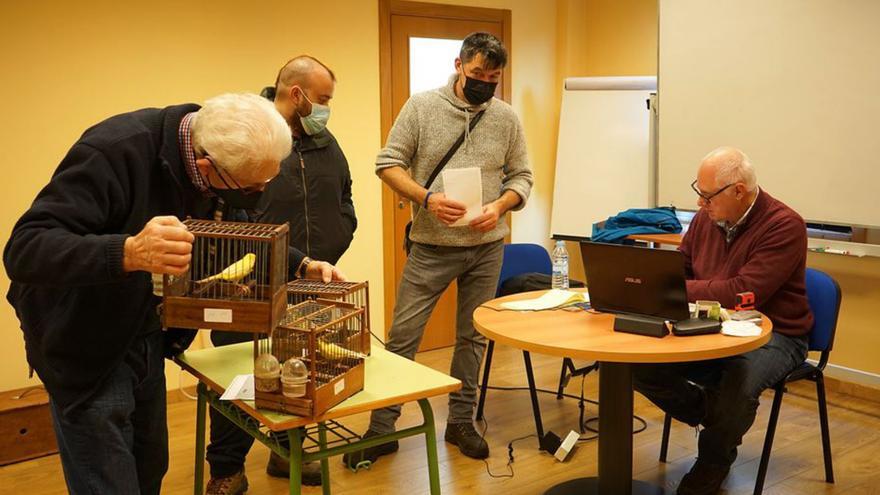 Los canarios llegan al Aula da Natureza de O Burgo