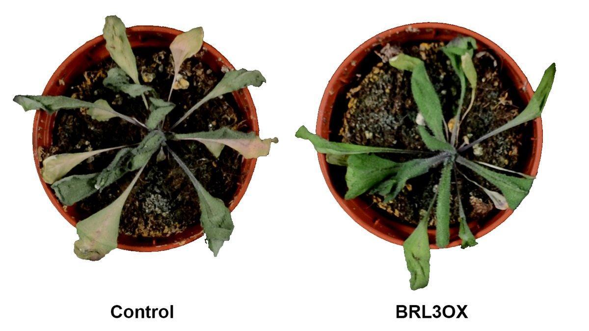 Plantas sometidas a condiciones de sequía