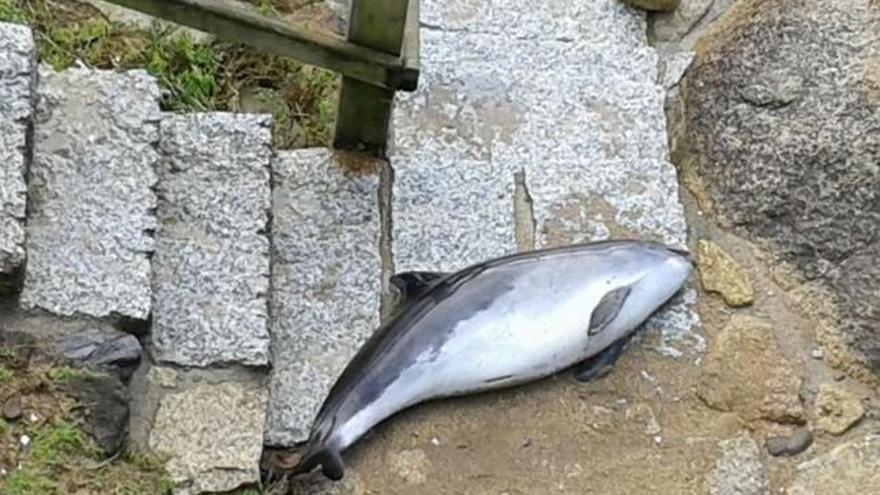 Arrecia el número de delfines que llegan a la costa de O Salnés con el temporal