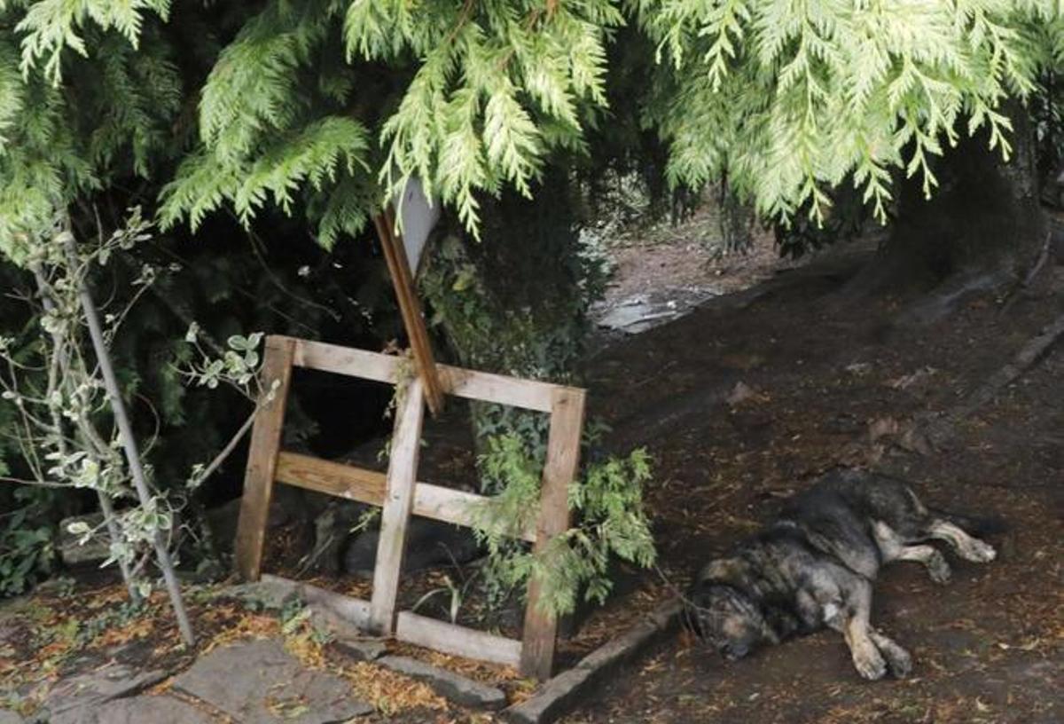 Uno de los siete mastines que hay en la finca. okupas de la casa de Teo donde asesinaron a Asunta hace diez años. 18 septiembre 2023. Antonio hernández