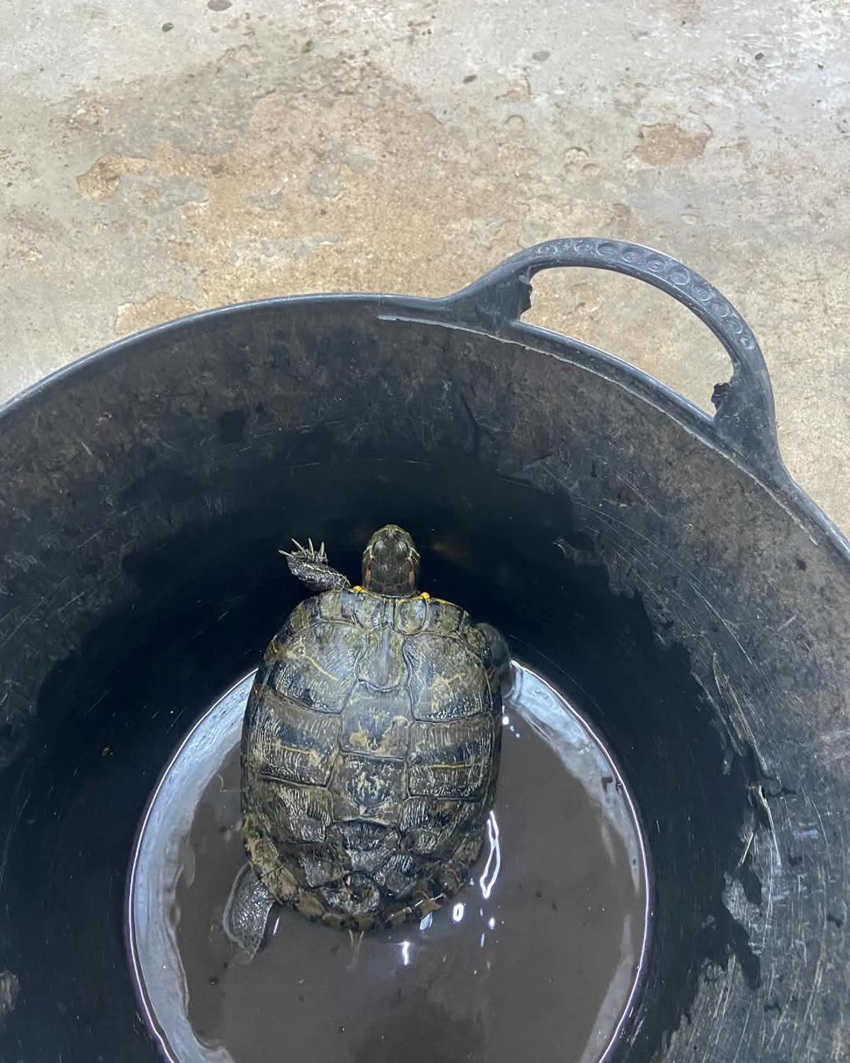 La tortuga rescatada.