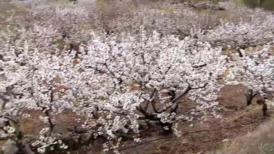 Vídeo / Valle del Jerte. Más de un millón y medio de cerezos ya están en flor