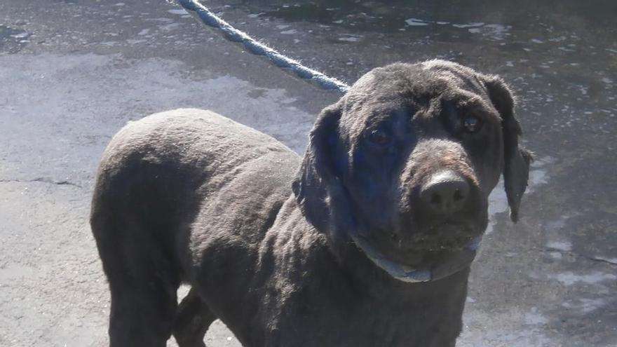 Estado actual del animal tras cortarle el pelo y desparasitarlo