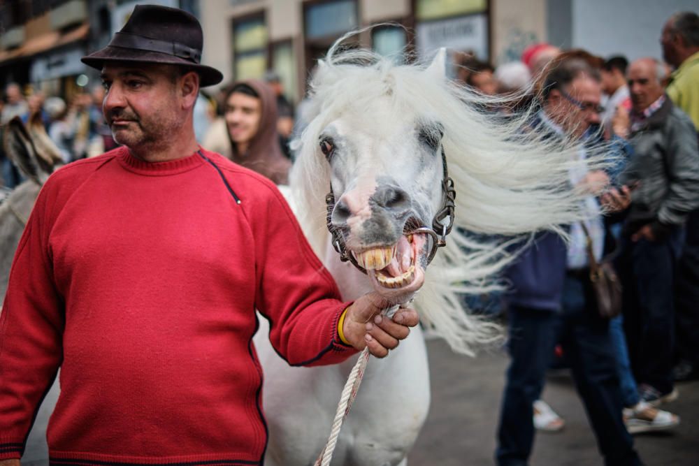 Noche de los burros en La Laguna